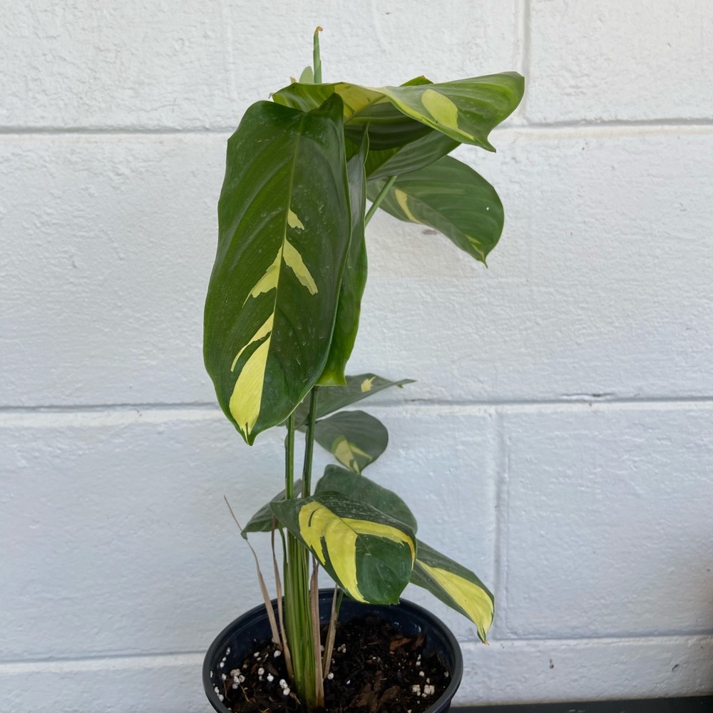 Maranta lubbersiana 🌿